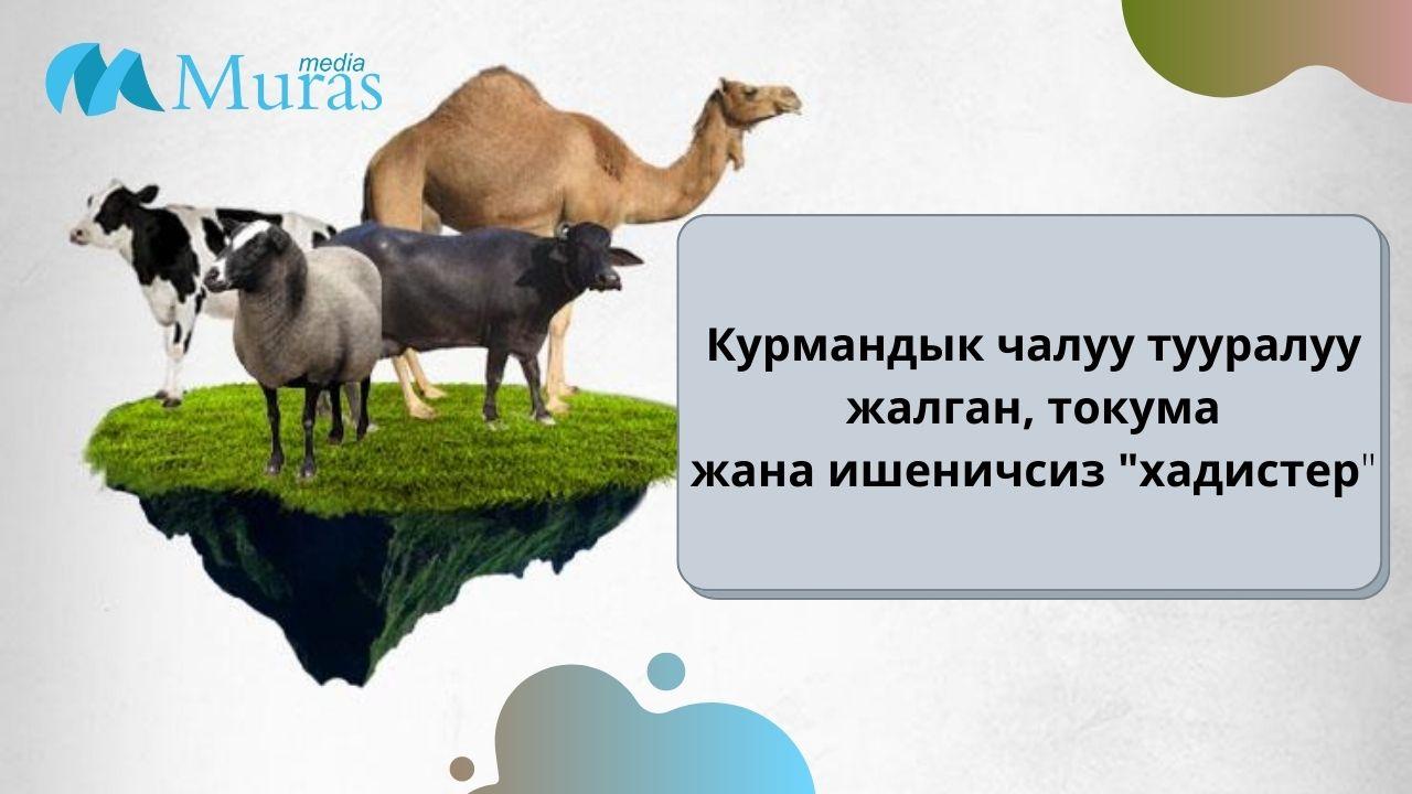 Курмандык чалуу тууралуу жалган, токума жана ишеничсиз хадистер